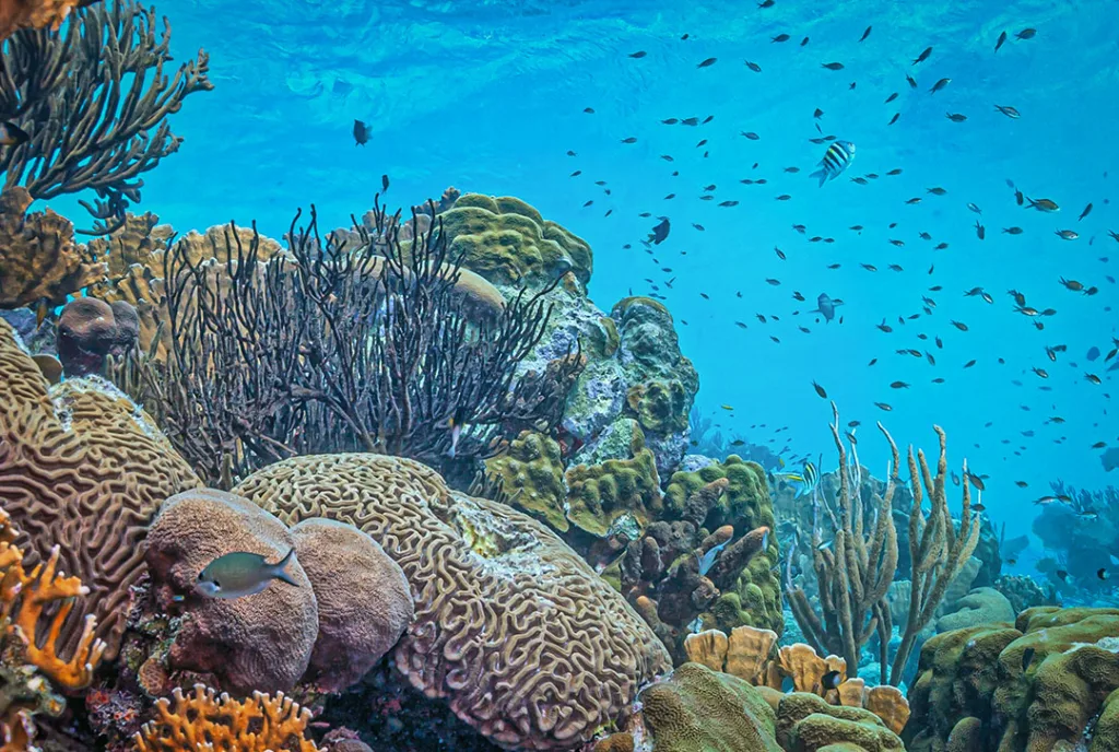 Coral Reef